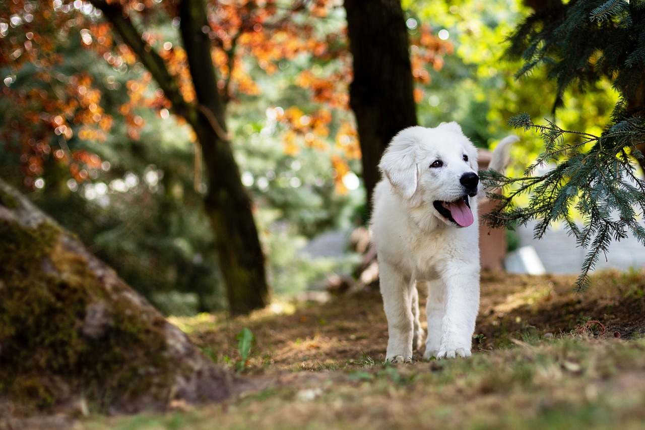 How to Make Your Own Homemade Dog Treats